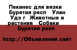 Пекинес для вязки - Бурятия респ., Улан-Удэ г. Животные и растения » Собаки   . Бурятия респ.